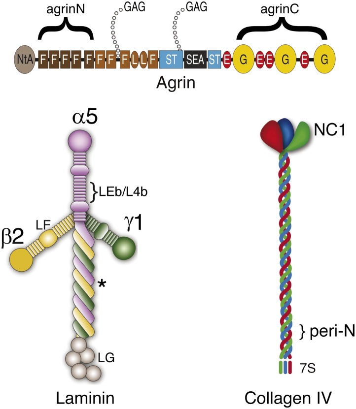 Figure 2—figure supplement 1.