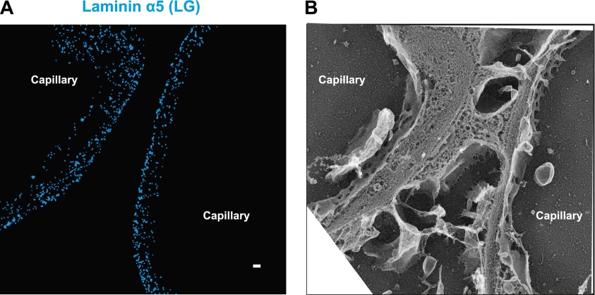 Figure 5—figure supplement 2.