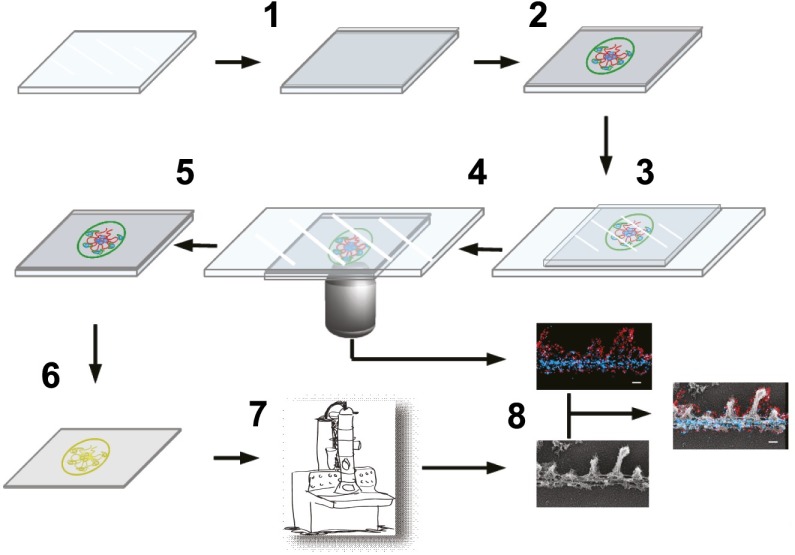 Figure 1—figure supplement 2.