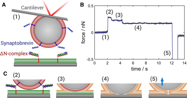 Fig. 11