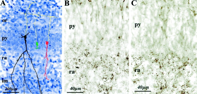 Fig. 8.