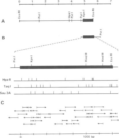 graphic file with name pnas00639-0180-a.jpg