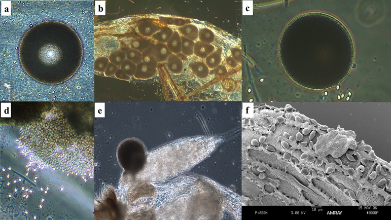 Figure 16