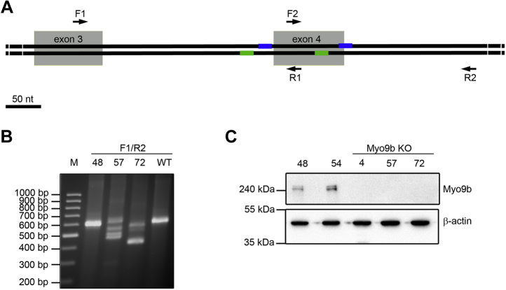 Figure 2