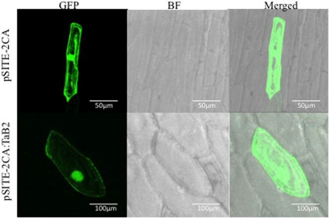 FIGURE 2