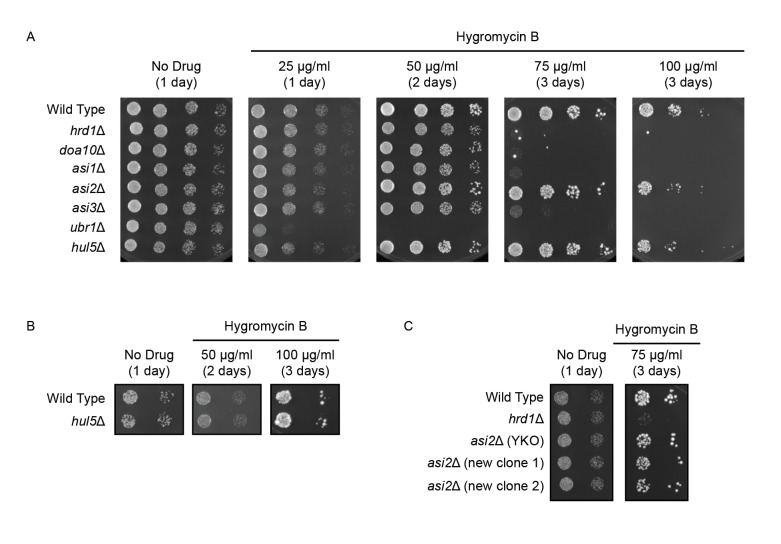 Figure 1. ASI1 and ASI3 confer resistance to hygromycin B