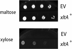 Fig. 2
