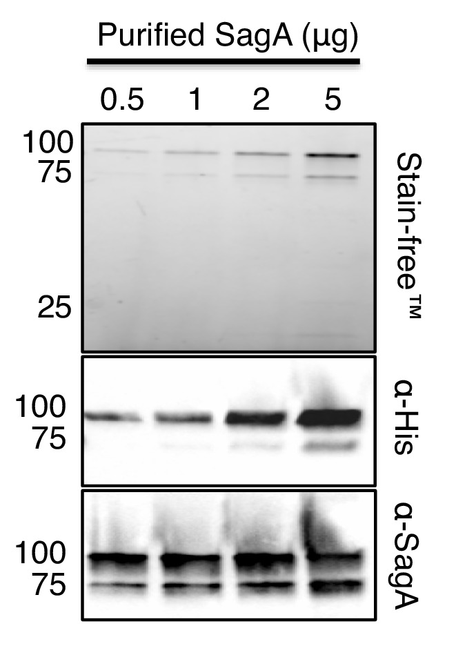 Figure 1—figure supplement 1.