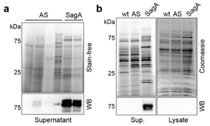 Figure 5—figure supplement 7.