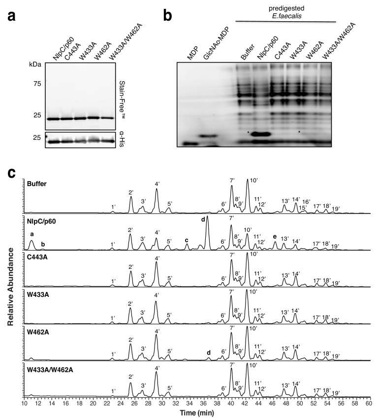 Figure 4—figure supplement 2.