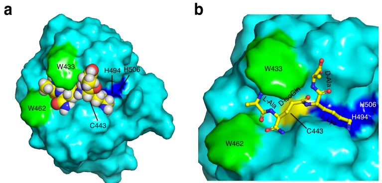 Figure 4—figure supplement 1.