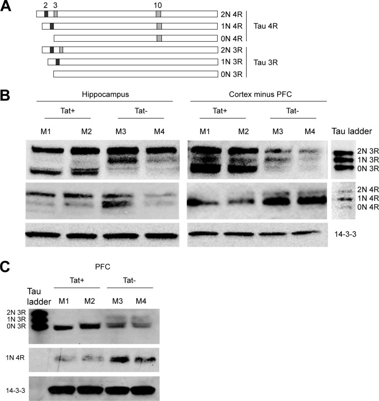 FIGURE 4.