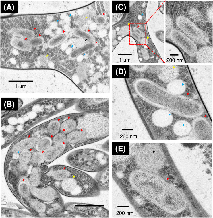 FIG 1