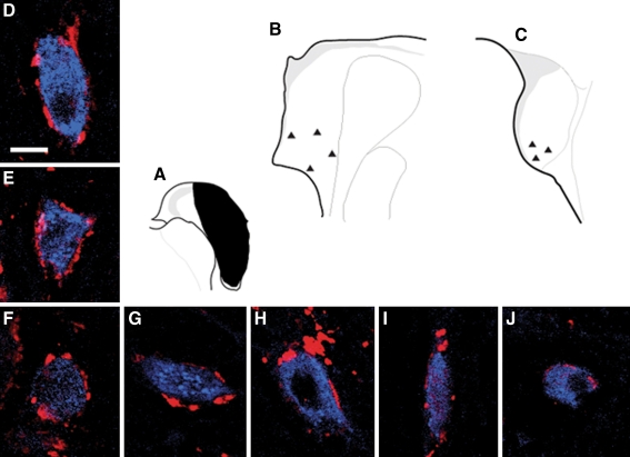 FIG. 8