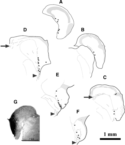 FIG. 6