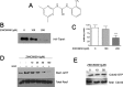 Fig. (1)