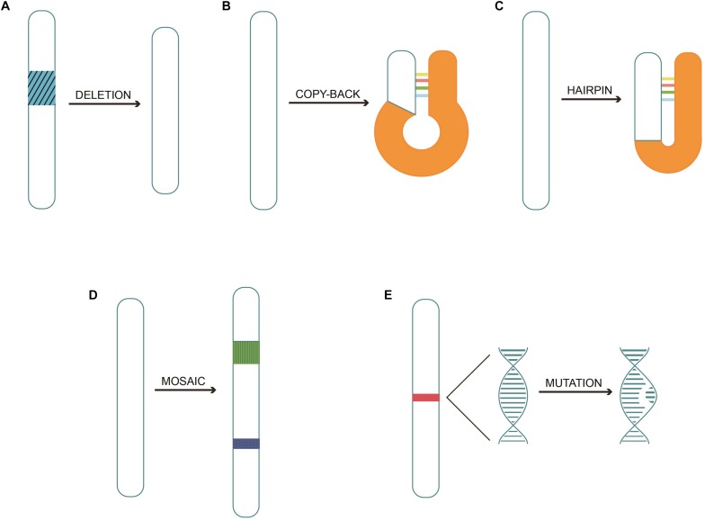 FIGURE 1