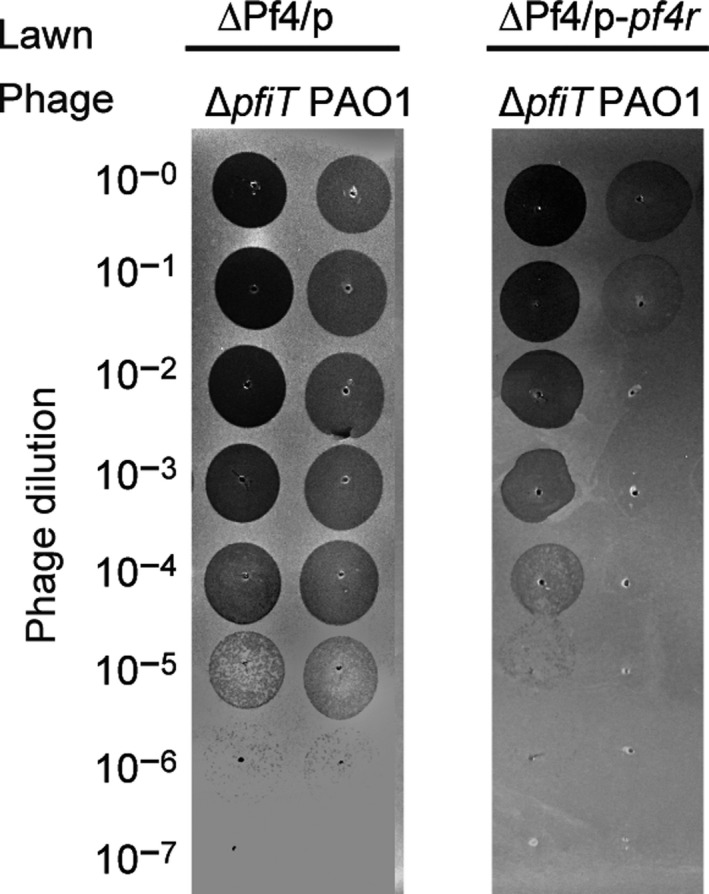 Fig. 6