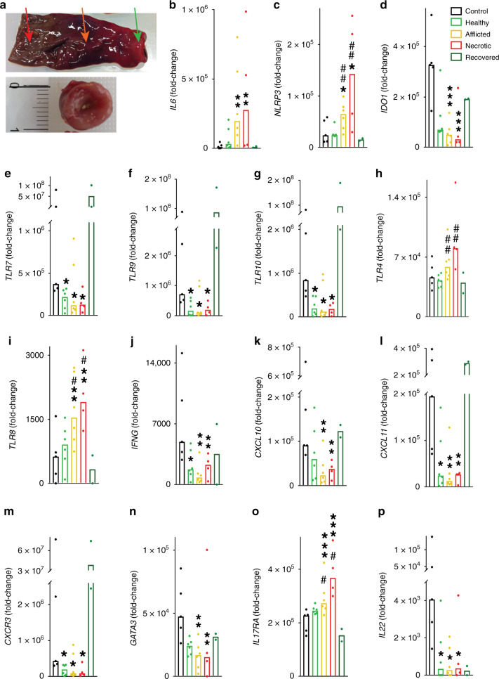 Fig. 6