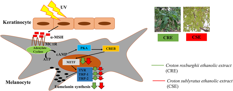 Fig. 6