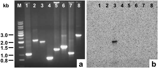 FIGURE 3.