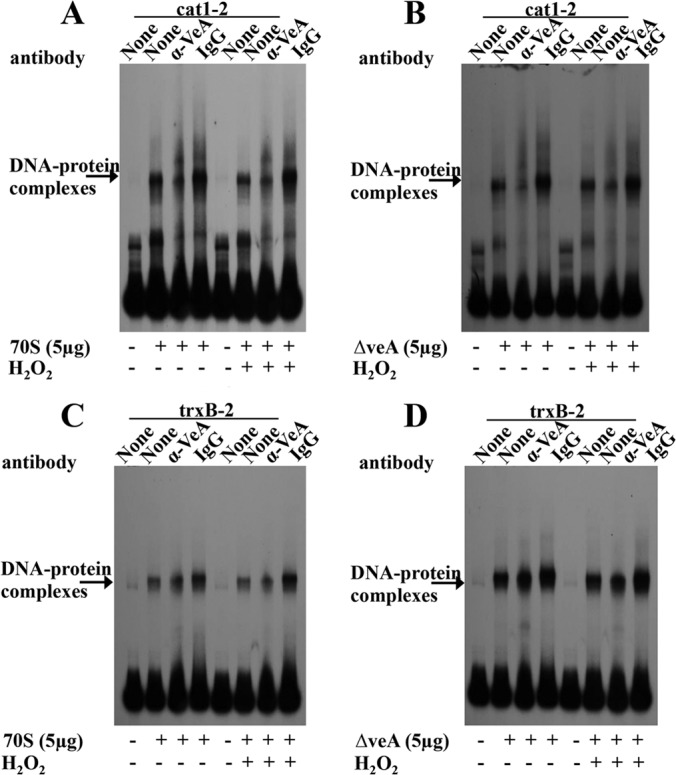 FIG 7