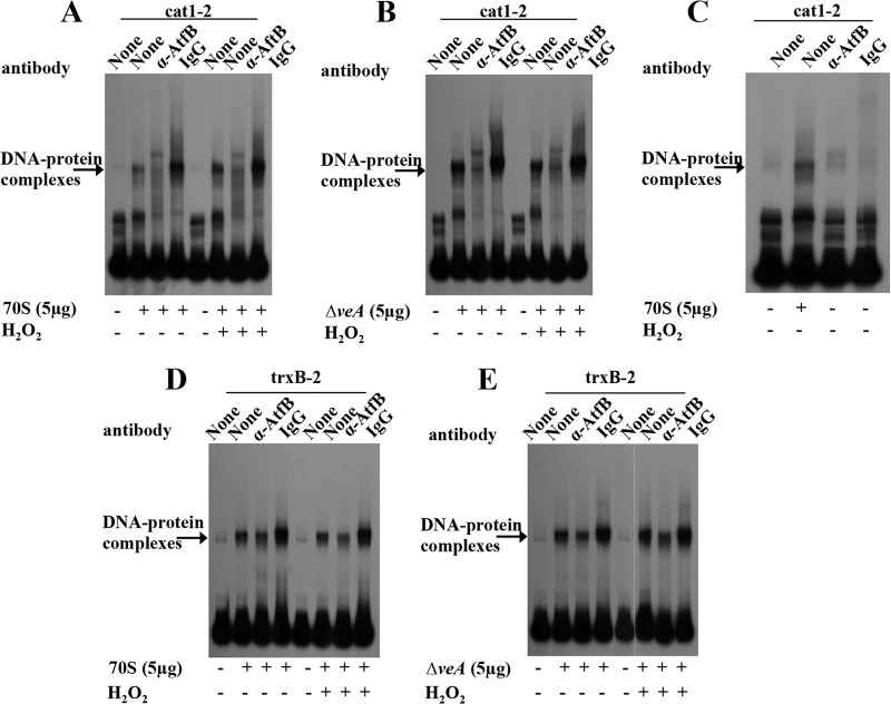 FIG 6