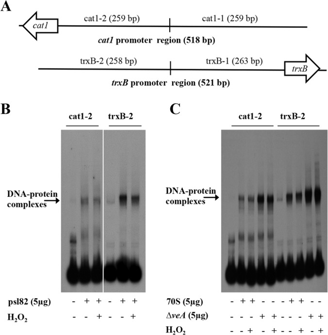 FIG 5