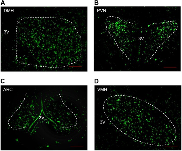 FIGURE 2