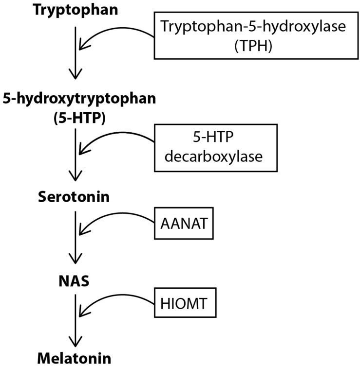 FIGURE 1