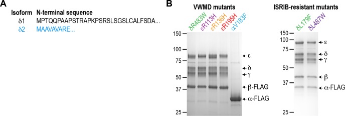 Figure 1—figure supplement 1.