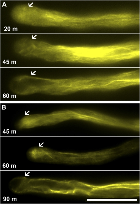 Figure 7.