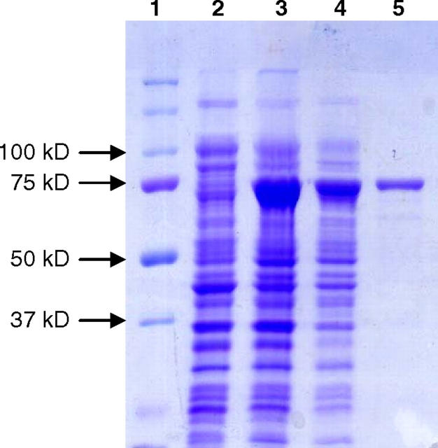 Fig. 4