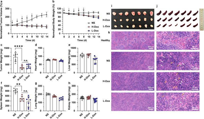 Reexamining the effects of drug loading on the in vivo performance of ...