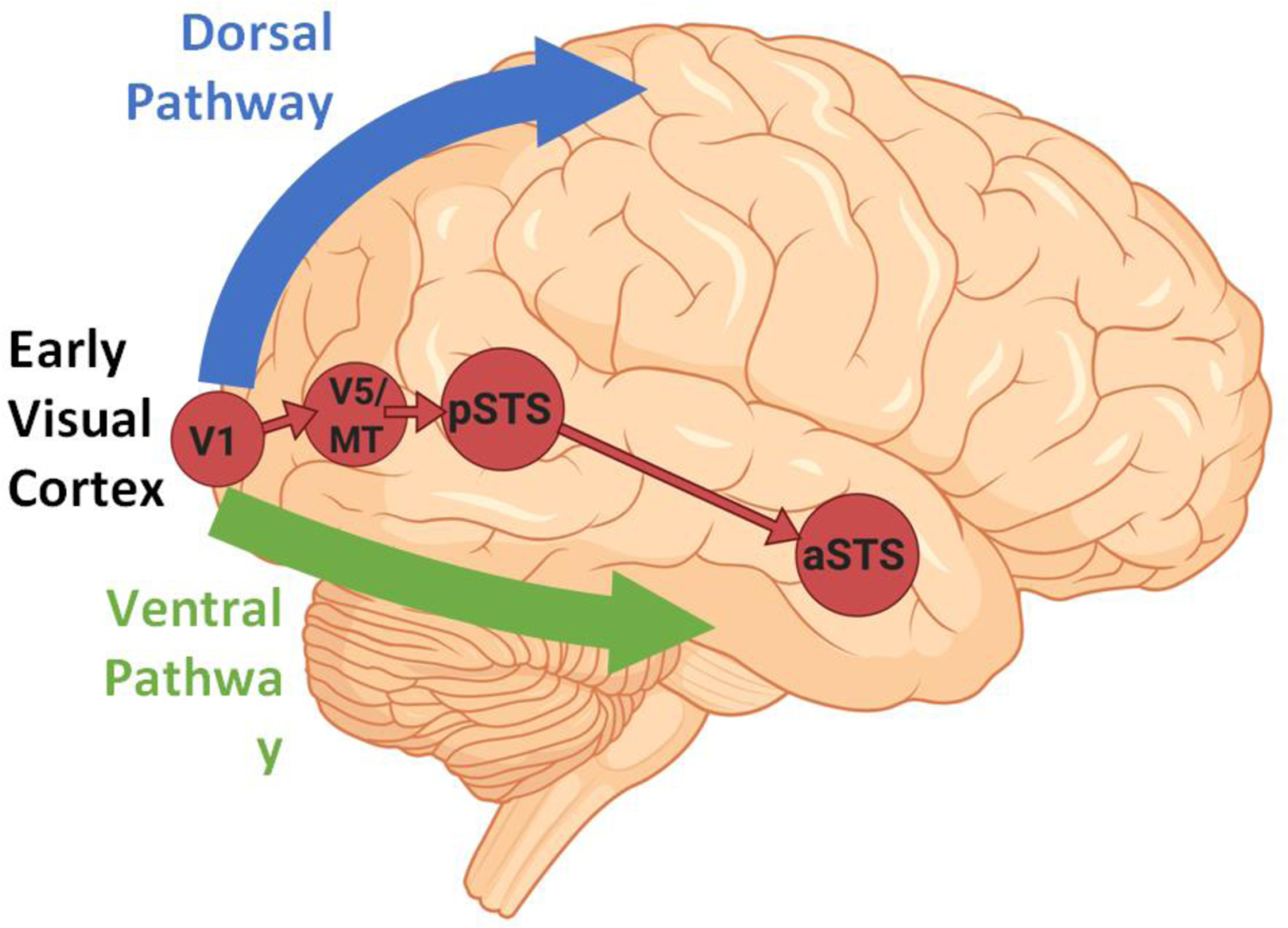 Figure 1,