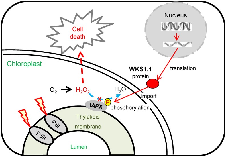 Figure 10.