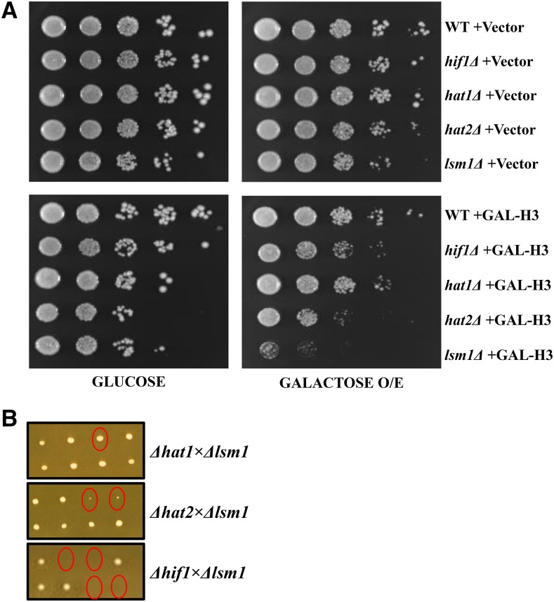 Figure 5