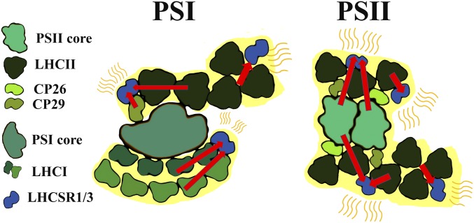 Fig. 7.