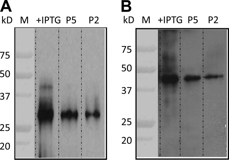 Fig 4