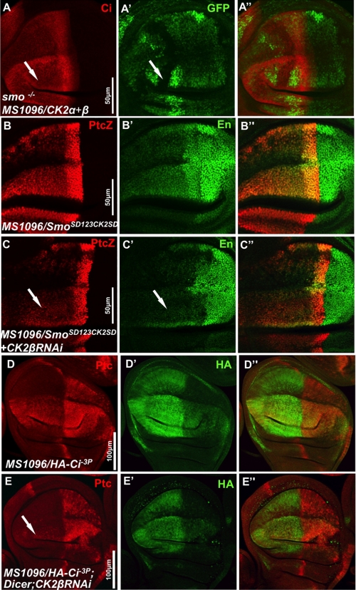 FIGURE 4.