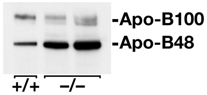 Figure 19