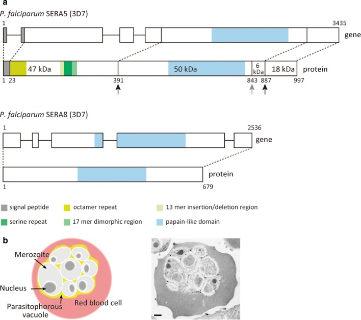 Fig. 3