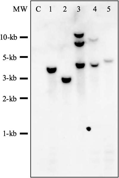 Figure 5.