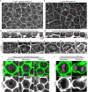 FIGURE 1: