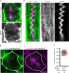 FIGURE 3: