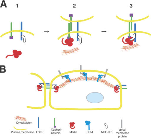 Figure 7.