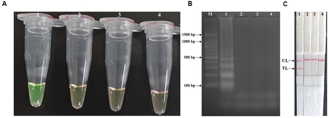 FIGURE 3