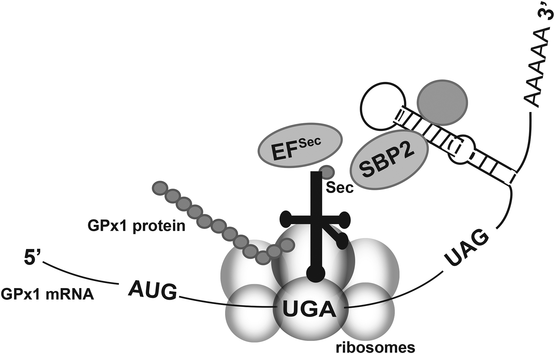 Figure 4.