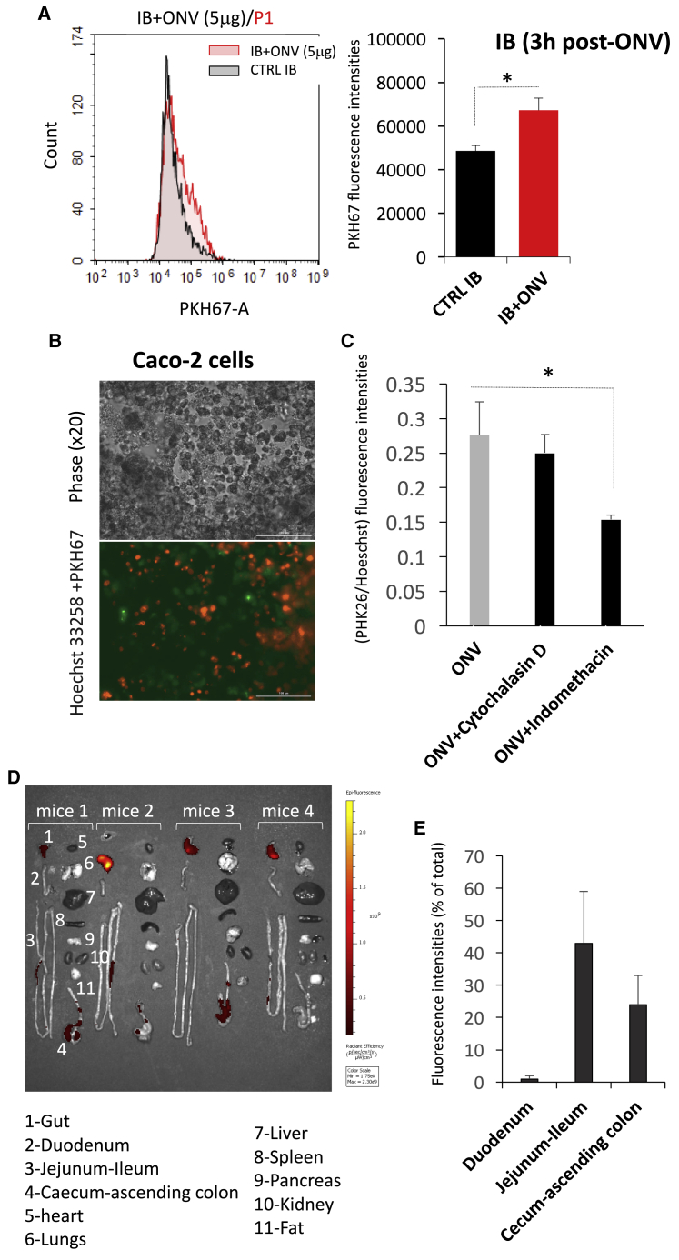 Figure 2