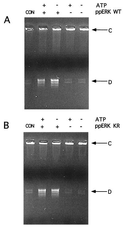 FIG. 5